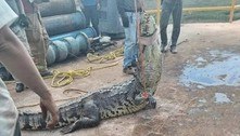 A lenda é real: crocodilo gigantesco causa entupimento de esgoto de cidade