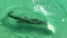 Crocodilo com comprimento de Kombi abate tartaruga em alto mar 