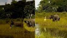 Crocodilo abocanha filhote de elefante, mas leva pisão da mãe dele