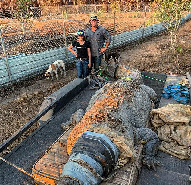 Crocodilo gigantesco causa entupimento de esgoto #criador