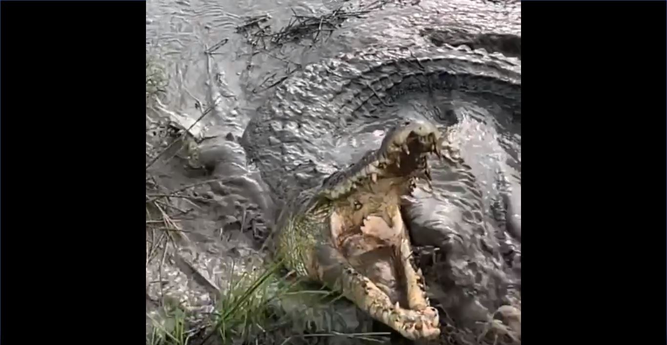 Crocodilo gigantesco causa entupimento de esgoto #criador