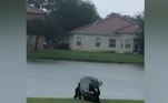 No Twitter, alguns disseram que o vídeo os lembrou dos motivos para ficar longe da FlóridaTambém na Flórida, uma luta mortal entre um filhote de crocodilo e um lince foi gravada. Veja a seguir o resultado da treta!
