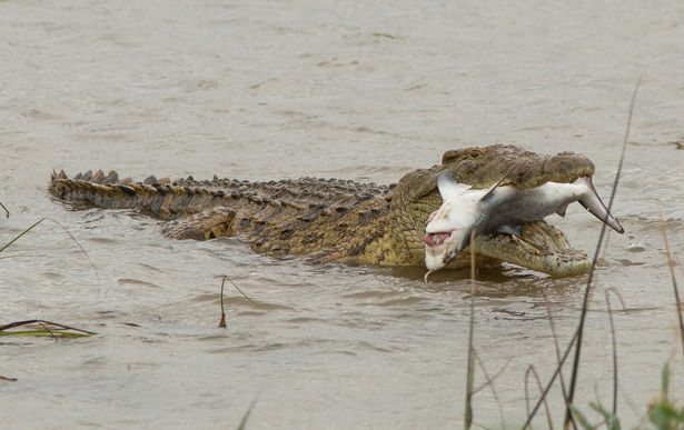 Crocodilo gigantesco causa entupimento de esgoto #criador