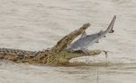 Um gigantesco crocodilo-do-Nilo mostrou que a natureza pode ser bem brutal e devorou um filhote de tubarão-touro em algumas bocadas. A cena do banquete do réptil foi flagrada pelo fotógrafo australiano Mark Ziembicki, 46 anos, durante uma visita recente à região de Santa Lucia, na África do Sul