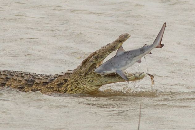 Um gigantesco crocodilo-do-Nilo mostrou que a natureza pode ser bem brutal e devorou um filhote de tubarão-touro em algumas bocadas. A cena do banquete do réptil foi flagrada pelo fotógrafo australiano Mark Ziembicki, 46 anos, durante uma visita recente à região de Santa Lucia, na África do Sul