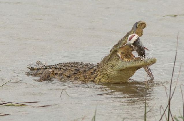 Segundo Mark, o crocodilo mordeu e destroçou o filhote de tubarão (que ele especula que tinha cerca de 45 kg) por cerca de 10 minutos, antes de engoli-loLEIA MAIS: Casal filma óvni 'do tamanho de caminhão' acima de deserto