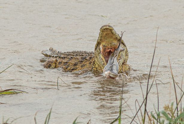 A lenda é real: crocodilo gigantesco causa entupimento de esgoto