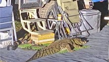 Crocodilo invade acampamento e interrompe o sono de turistas