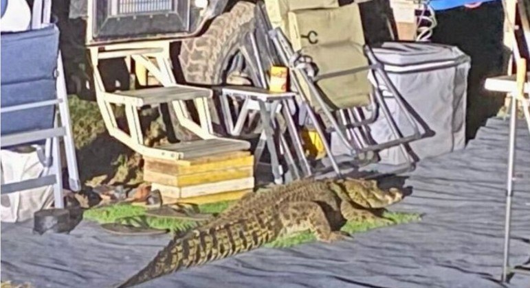 Crocodilo invadiu acampamento e interrompeu o sono de turistas na Austrália