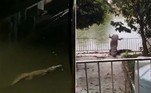 Diversos crocodilos selvagens foram registrados em cidades do estado mexicano de Tabasco, após a região ter sido atingida por inundações nas últimas semanas