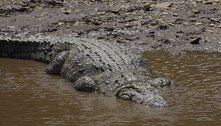 A história aterrorizante de Gustave, o crocodilo gigante que pode ter matado mais de 300 pessoas
