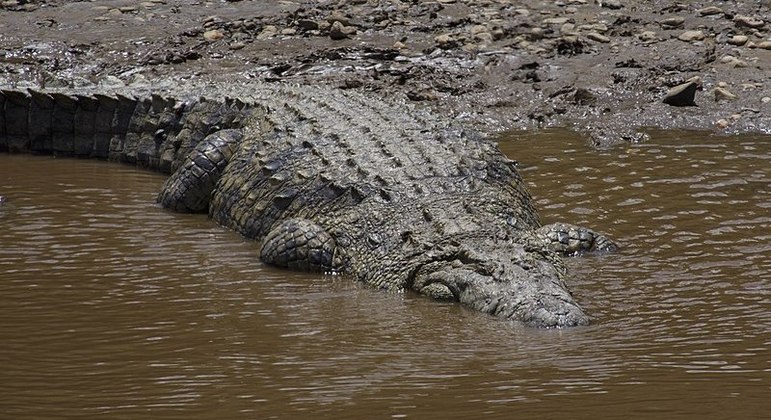 Gustave é um crocodilo-do-nilo muito temido por motadores do Burundi