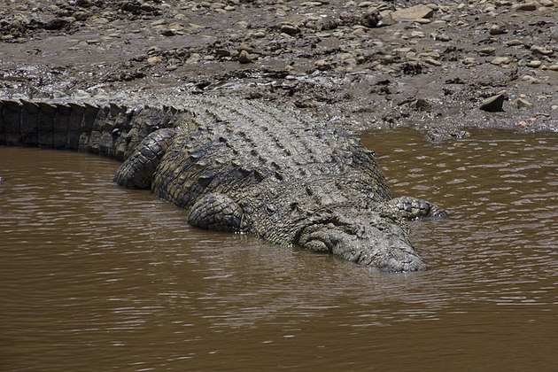 Um crocodilo conhecido como Gustave pode ter sido responsável pela morte de pelo menos 300 pessoas em um lago do Burundi, país da África Oriental