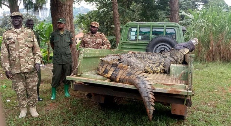 Animal assombrou vila por décadas e foi levado para fazenda especializada em crocodilos