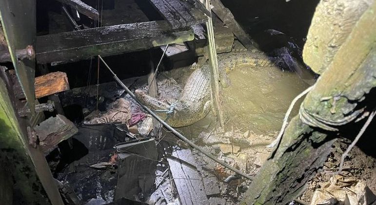 Após o resgate, o crocodilo foi levado para um abrigo do departamento florestal do país