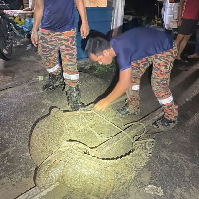 Animal ficou 'à espreita' embaixo de casas