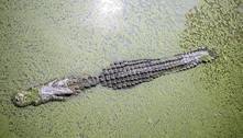 Crocodilo é morto e policiais acham restos de pescador dentro dele