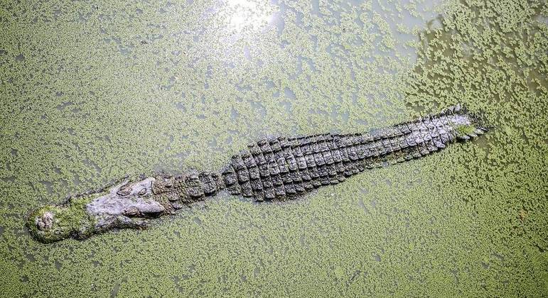 Animal de 4,2 m foi abatido após ser encontrado no lugar errado e na hora errada