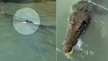 Crocodilo focinho-leve tenta roubar caranguejos de pescadoras