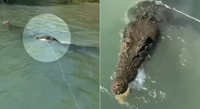 Um crocodilo sacana tentou roubar os caranguejos de pescadoras, no norte da Austrália