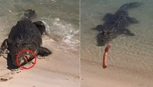 Crocodilo é recepcionado com salsichas ao desembocar em praia
