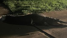 Crocodilo monstruoso aterroriza vizinhança após enchente e nem a polícia consegue capturá-lo