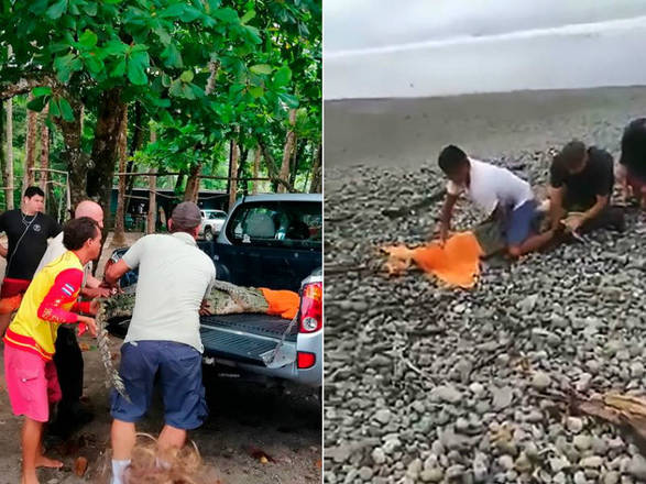 Frequentadores de uma praia em Dominical, na Costa Rica, capturaram um crocodilo utilizando apenas uma toalha e um pouco de barbanteLeia mais! Rapaz sorridente com tubarão cravado no braço choca multidão