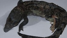 Caso único: crocodilo virgem engravida por conta própria, mas bota ovo com natimorto