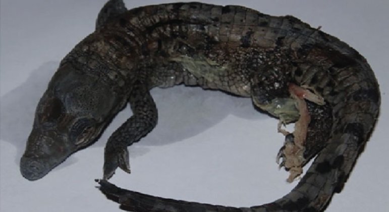 Crocodilo fêmea virgem engravidou por conta própria, mas botou ovo com natimorto