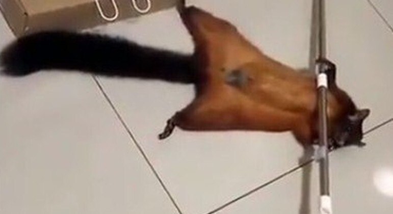 Mas um vídeo intensamente viral nos ensinou que mesmo animais espertinhos podem lançar mão da técnica por algum motivo misteriosoCONFIRA AQUI O DESFECHO DA HISTÓRIA!