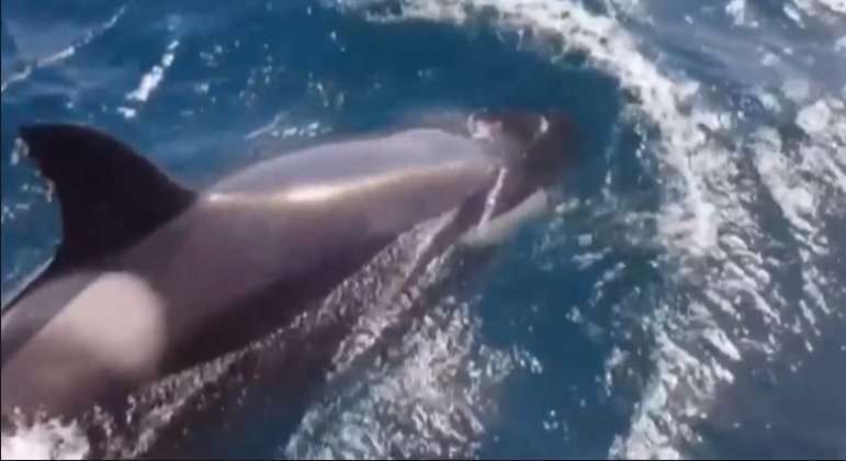 Uma gangue de orcas se tornou o terror dos barcos e iates que passam pelo estreito de Gibraltar, no sul da Espanha