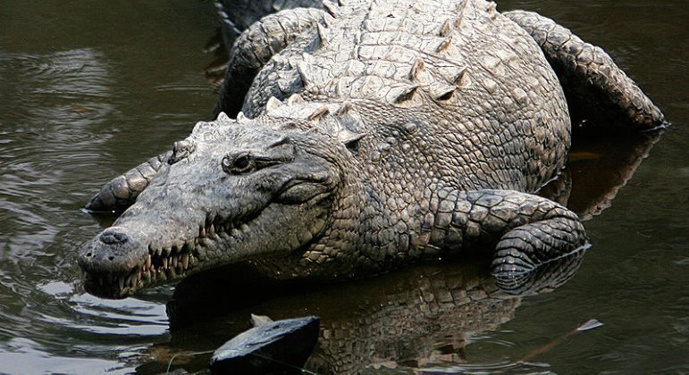 Um crocodilo-da-américa do parque Reptilândia, na Costa Rica, protagonizou a primeira gravidez por conta própria registrada da espécie