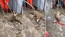 Assustador: três crocodilos são retirados debaixo de calçada após vizinhos ouvirem ruídos estranhos