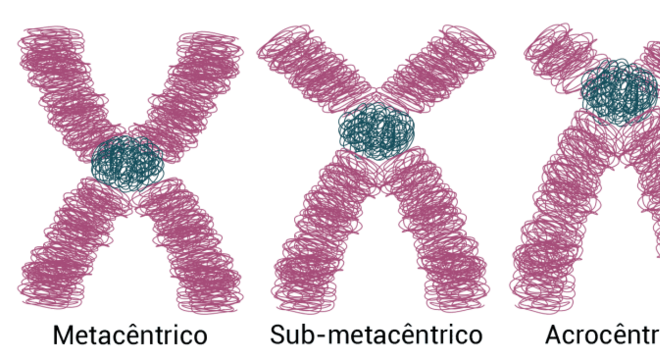 Cromossomos: Estrutura, Composição e Curiosidade