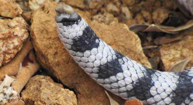 Pesquisador diz que cobras são comuns em ilhas porque há poucos ou nenhum predador