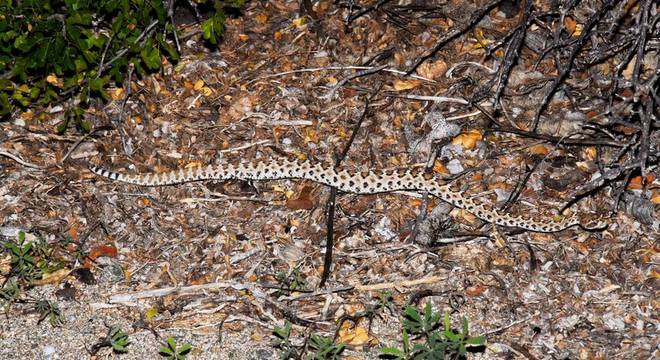 Pesquisadores classificam ilhas em três tipos oceânicas, continentais antigas e continentais recentes