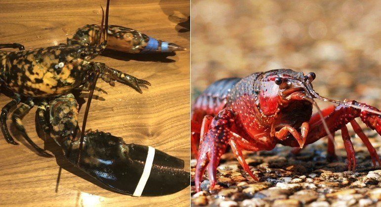 Lagosta à esquerda e lagostim à direita