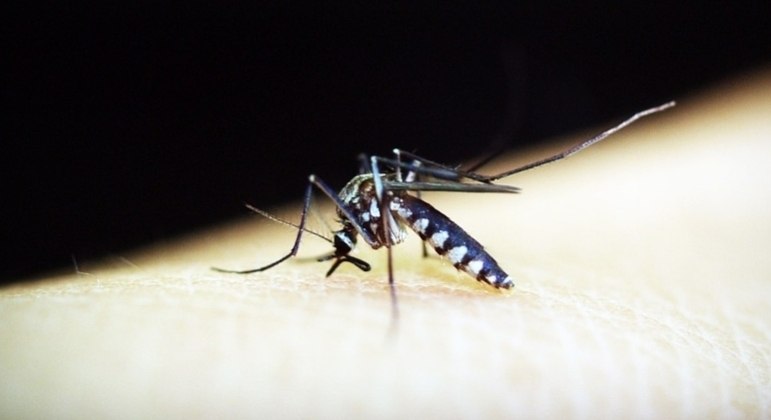 Mosquito Aedes aegypti é vetor de transmissão entre humanos