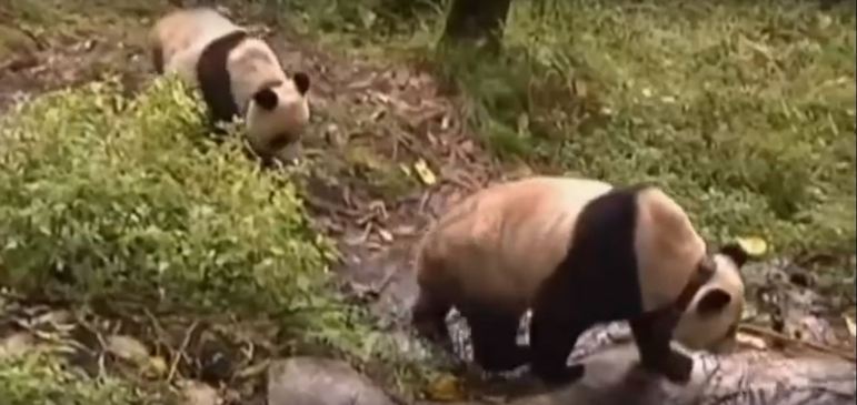 O Urso Panda Está Debaixo De Um Cobertor Com Controlo. Desenho