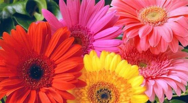 Cultive diferentes tonalidades de flor gérbera