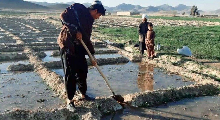 Um agricultor cultivando papoula (flor a partir da qual o ópio é feito) na cidade de Helmand