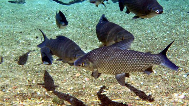Curimatã - É um dos peixes mais comuns para refeição no Brasil. Mas a pesca de rede faz com que esse animal de água doce corra risco de extinção.  