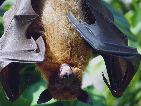 Curiosidade 1: Morcegos são os únicos mamíferos que conseguem voar 