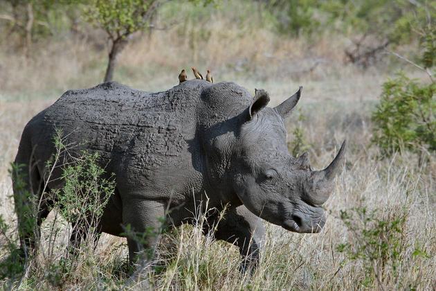 Curiosidade 10: O chifre do rinoceronte é feito de um material presente no cabelo e unha de um ser humano