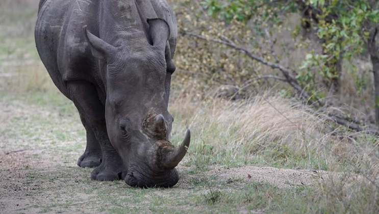 Curiosidade 10: O chifre do rinoceronte é feito de um material presente no cabelo e unha de um ser-humano