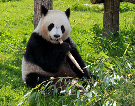 Curiosidade 2: Pandas escolhem um dos filhos para cuidar