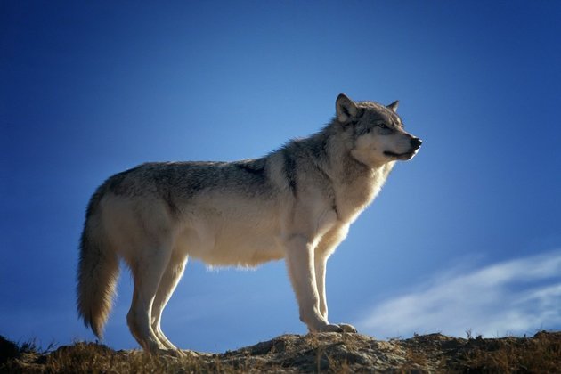 Curiosidade 3: Lobos conseguem ficar até uma semana sem comer
