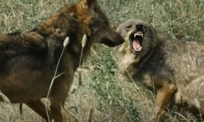 Curiosidade 3: Lobos conseguem ficar até uma semana sem comer