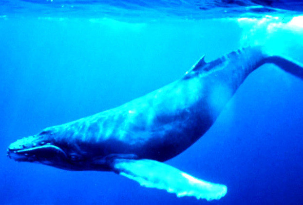 Curiosidade 4: A baleia-azul tem o som mais alto do mundo