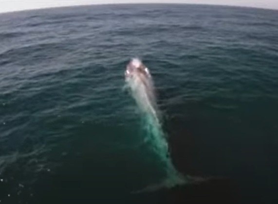 Curiosidade 4: A baleia-azul tem o som mais alto do mundo